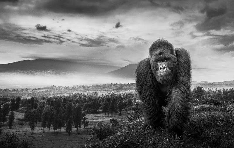 Wildlife Monochrome Black and White Photography Awards