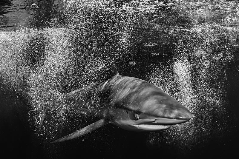 Wildlife Monochrome Black and White Photography Awards