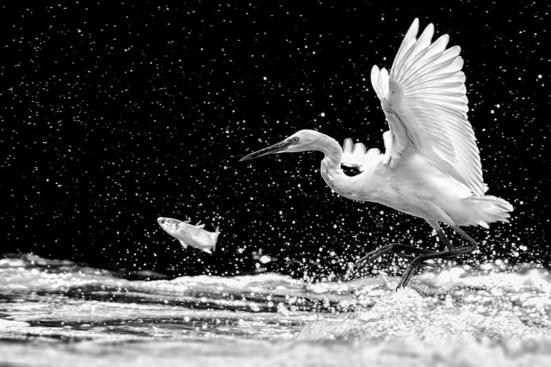 Wildlife Monochrome Black and White Photography Awards