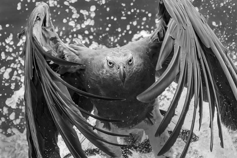 Wildlife Monochrome Black and White Photography Awards