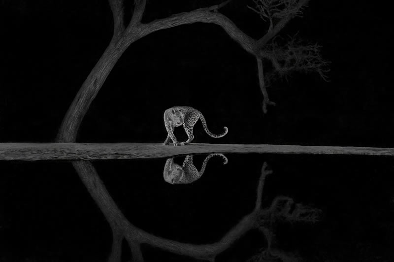 Wildlife Monochrome Black and White Photography Awards