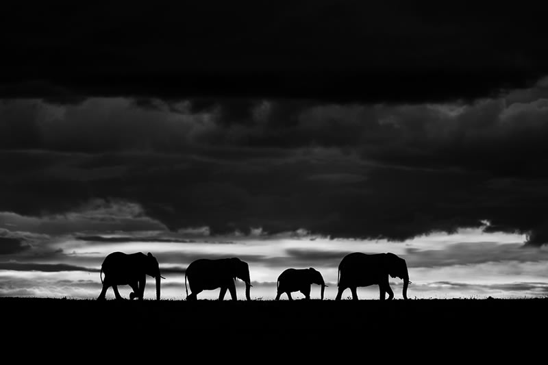 Wildlife Monochrome Black and White Photography Awards