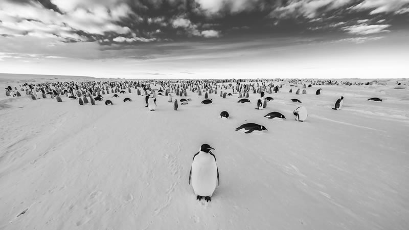 Wildlife Monochrome Black and White Photography Awards