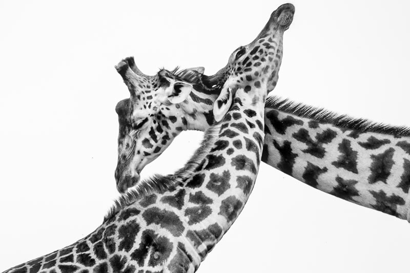 Wildlife Monochrome Black and White Photography Awards