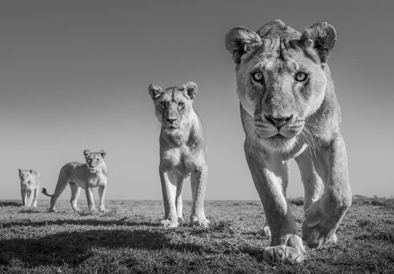 Wildlife Monochrome Black and White Photography Awards