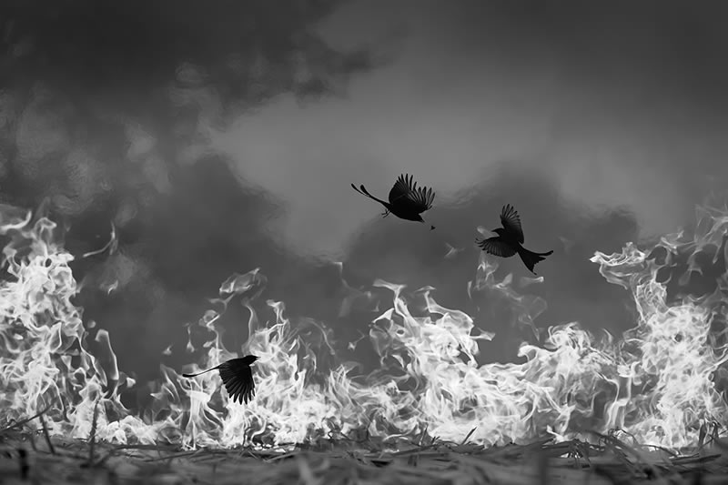 Wildlife Monochrome Black and White Photography Awards