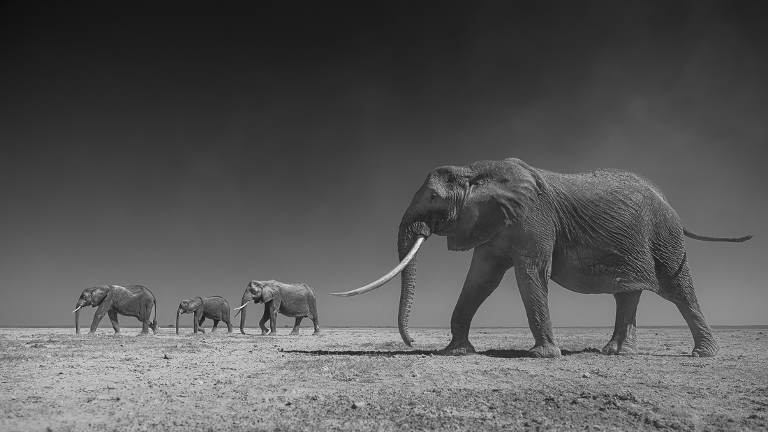 Wildlife Monochrome Black and White Photography Awards