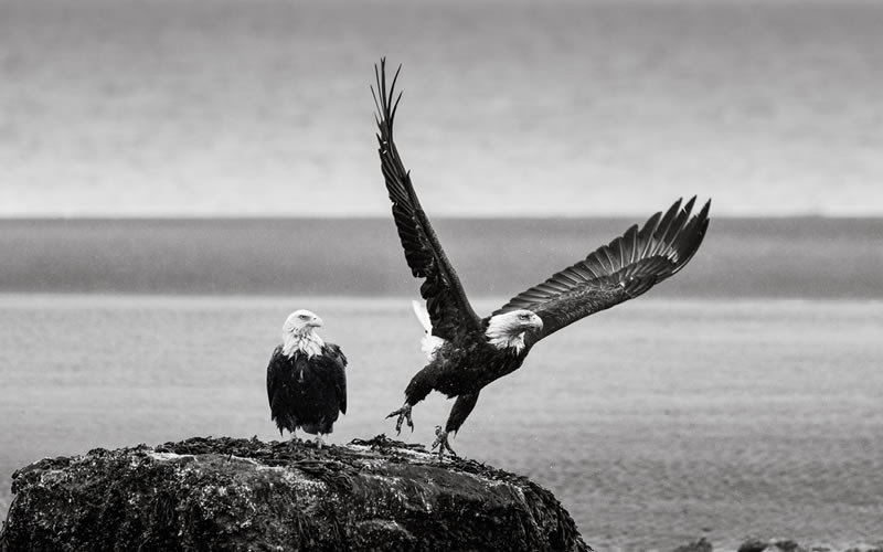 Wildlife Monochrome Black and White Photography Awards