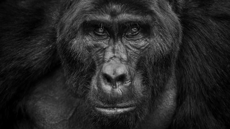 Wildlife Monochrome Black and White Photography Awards