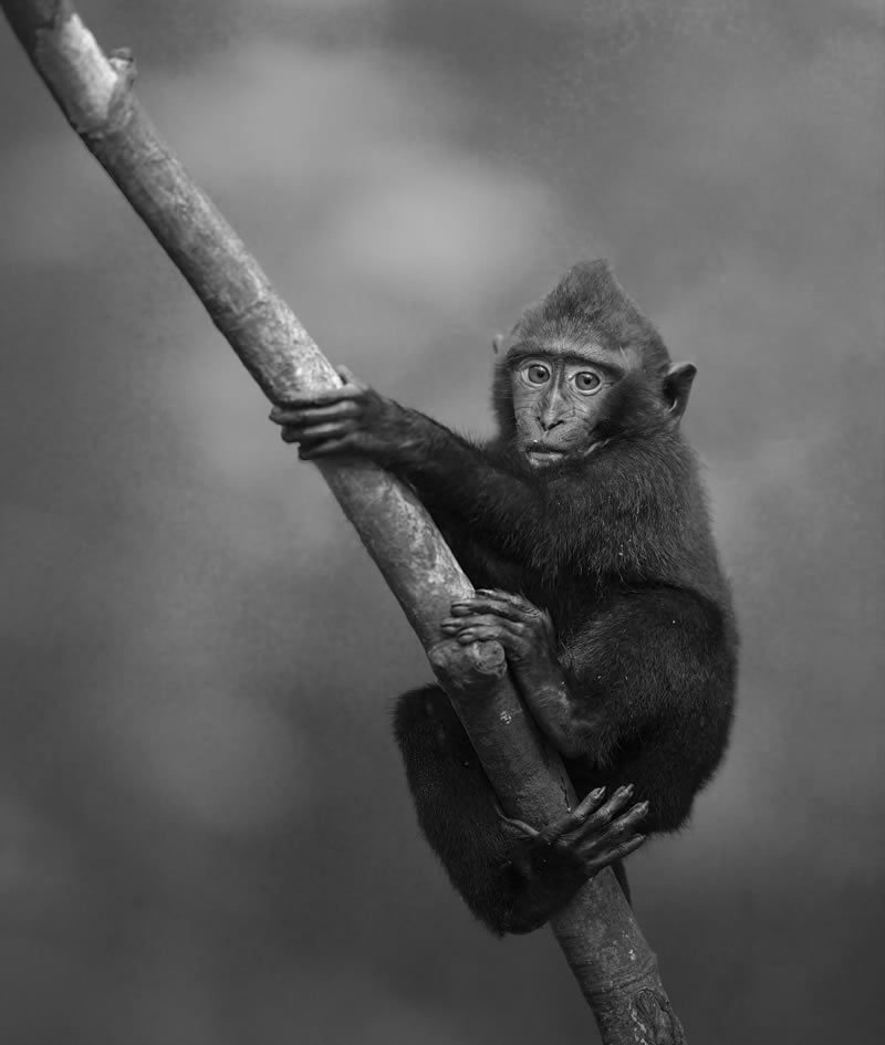 Wildlife Monochrome Black and White Photography Awards