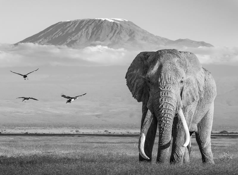 Wildlife Monochrome Black and White Photography Awards