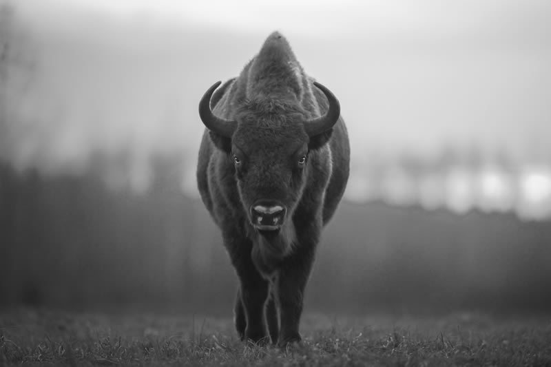 Wildlife Monochrome Black and White Photography Awards