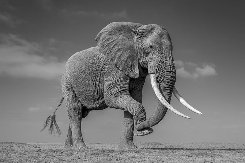 Wildlife Monochrome Black and White Photography Awards