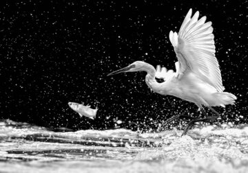 Wildlife Monochrome Black and White Photography Awards