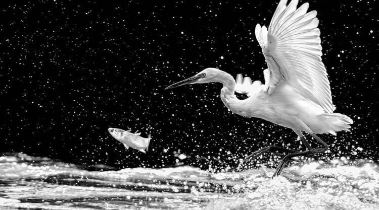 Wildlife Monochrome Black and White Photography Awards