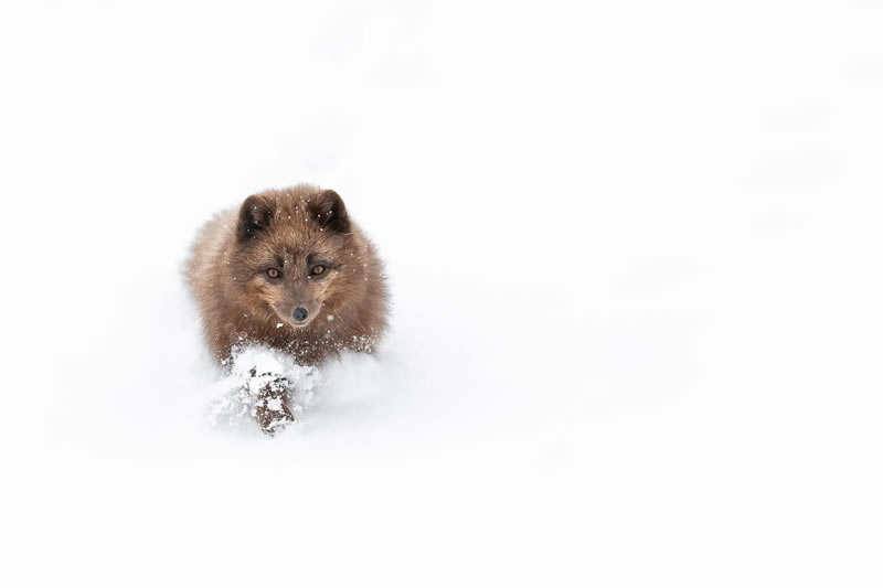 Nature Photography Contest Winners