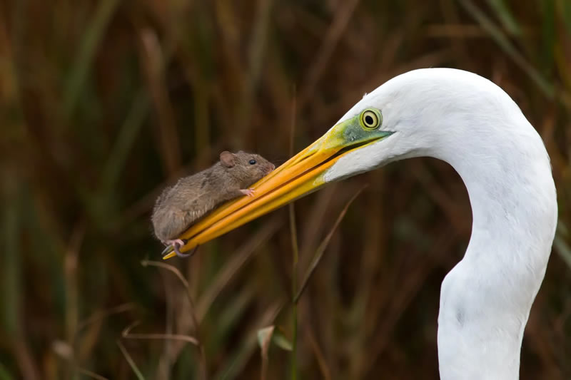 Nature Photography Contest Winners