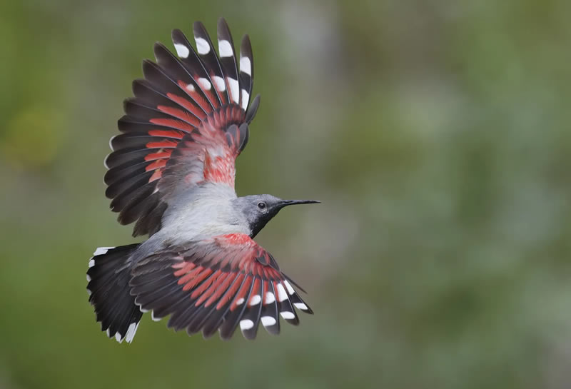 Nature Photography Contest Winners