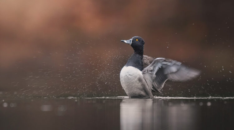 Beautiful Bird Photography By Scott Keys