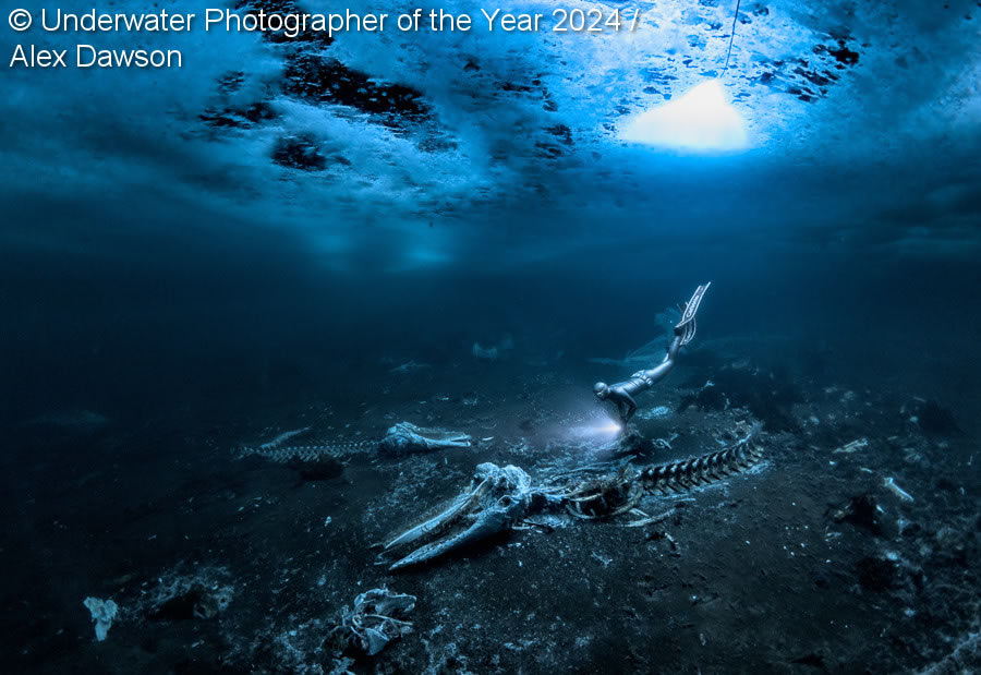 Underwater Photographer Of The Year 2024 Winners