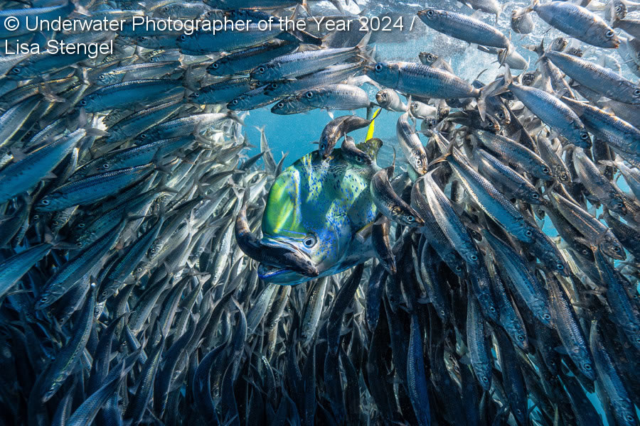 Underwater Photographer Of The Year 2024 Winners