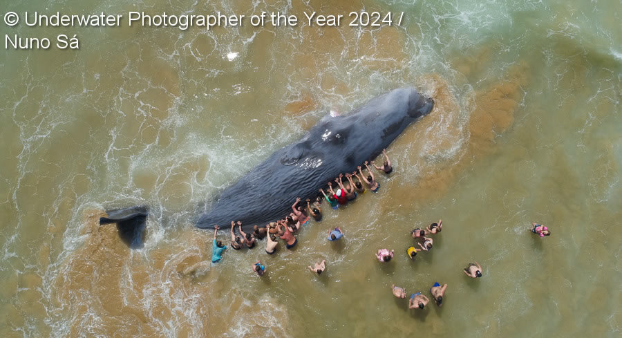 Underwater Photographer Of The Year 2024 Winners