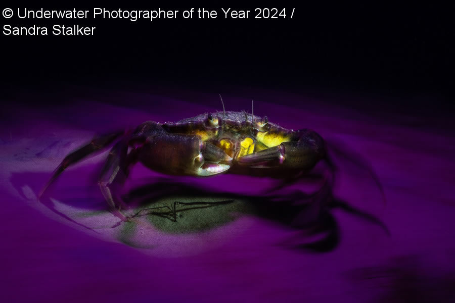 Underwater Photographer Of The Year 2024 Winners