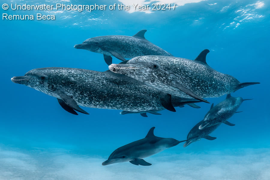 Underwater Photographer Of The Year 2024 Winners