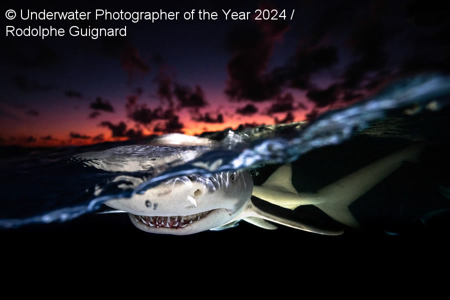 Underwater Photographer Of The Year 2024 Winners