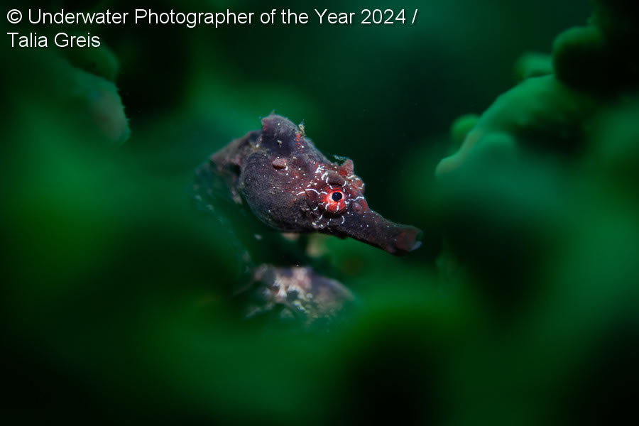 Underwater Photographer Of The Year 2024 Winners