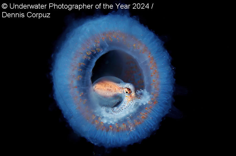 Underwater Photographer Of The Year 2024 Winners