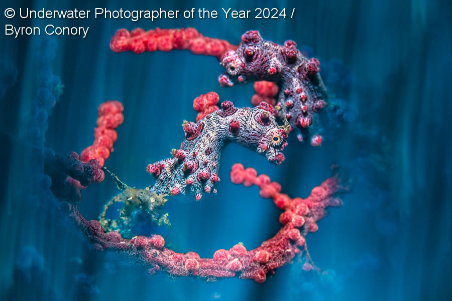 Underwater Photographer Of The Year 2024 Winners