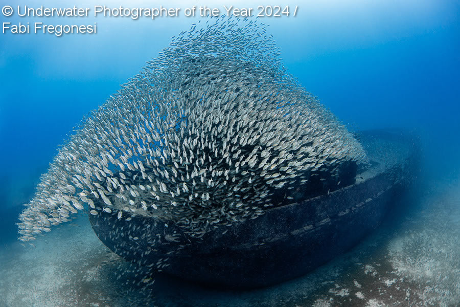 Underwater Photographer Of The Year 2024 Winners