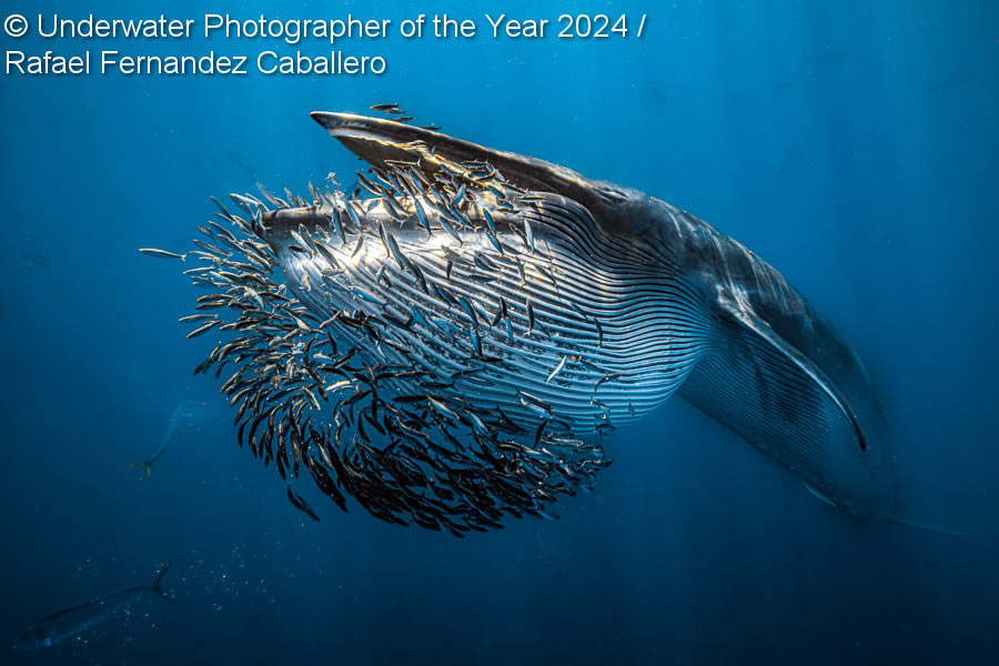 Underwater Photographer Of The Year 2024 Winners