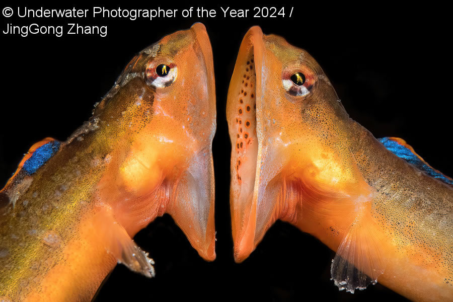 Underwater Photographer Of The Year 2024 Winners