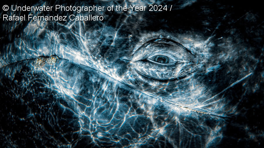 Underwater Photographer Of The Year 2024 Winners