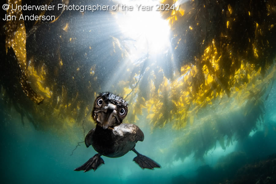 Underwater Photographer Of The Year 2024 Winners