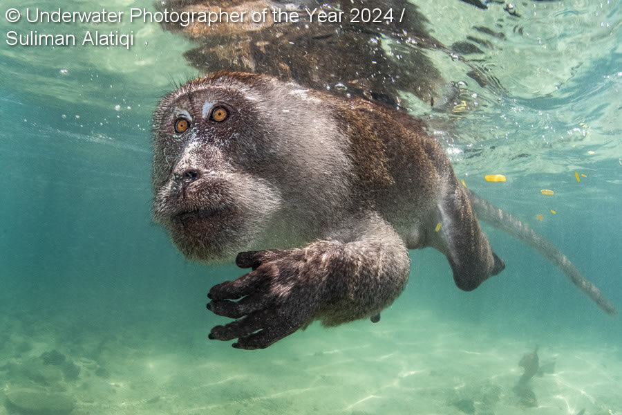 Underwater Photographer Of The Year 2024 Winners