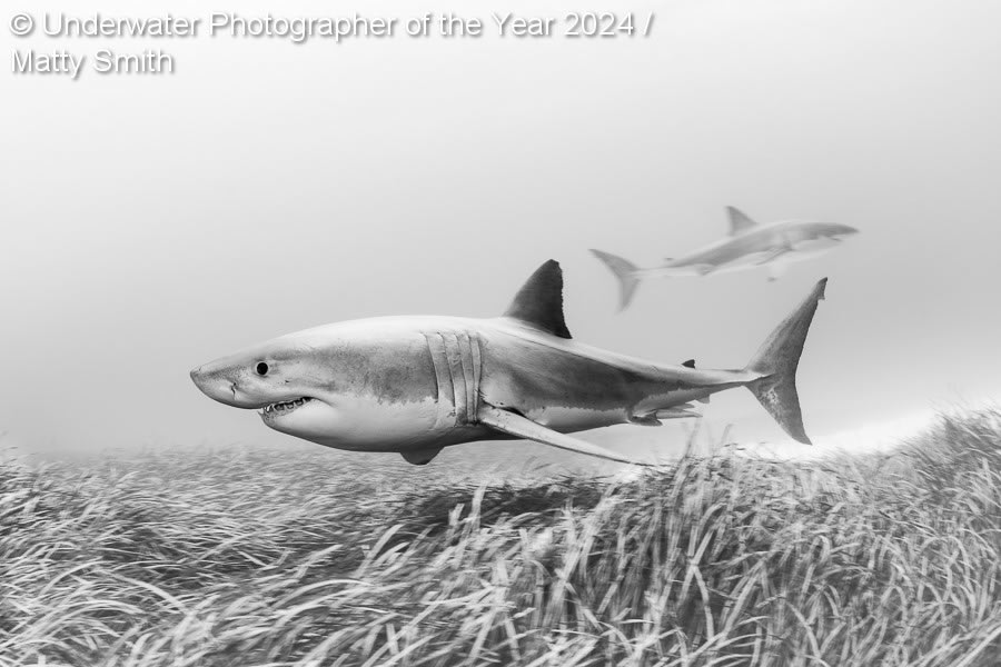 Underwater Photographer Of The Year 2024 Winners