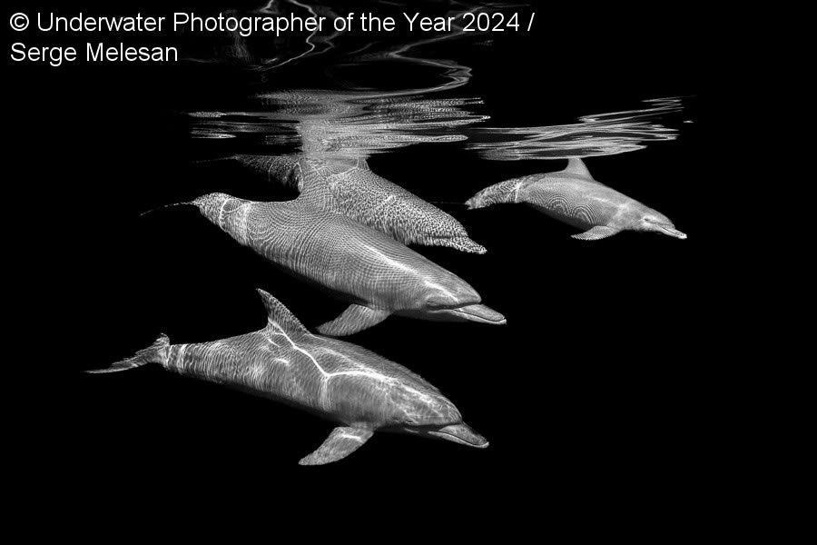 Underwater Photographer Of The Year 2024 Winners