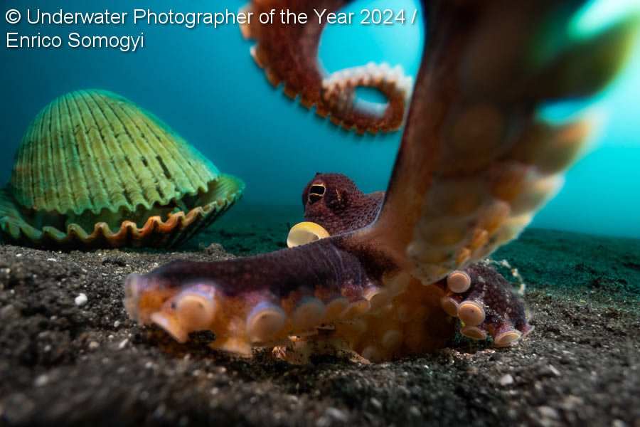 Underwater Photographer Of The Year 2024 Winners