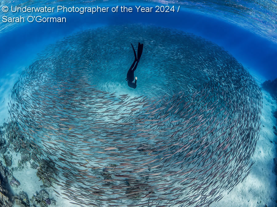 Underwater Photographer Of The Year 2024 Winners