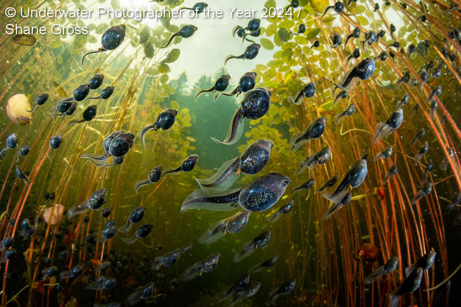 Underwater Photographer Of The Year 2024 Winners