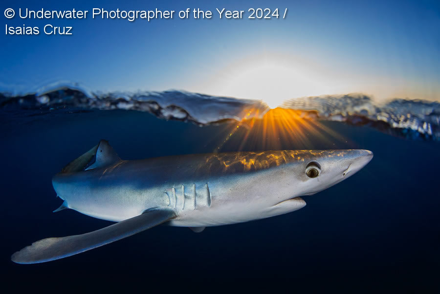 Underwater Photographer Of The Year 2024 Winners