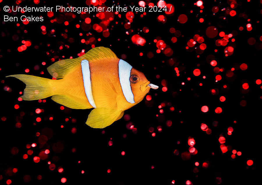 Underwater Photographer Of The Year 2024 Winners