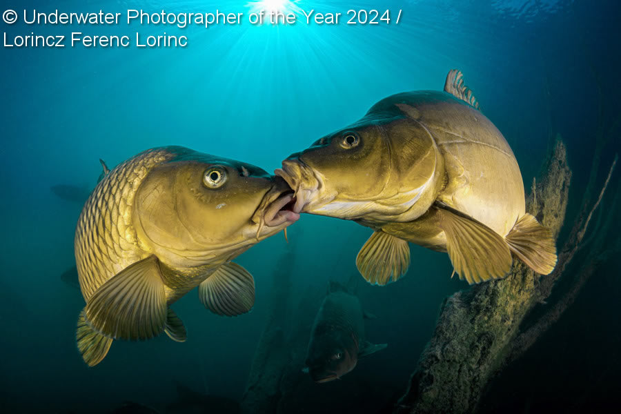 Underwater Photographer Of The Year 2024 Winners