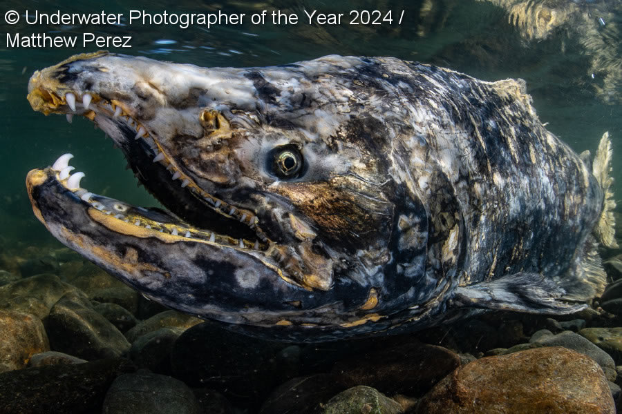 Underwater Photographer Of The Year 2024 Winners