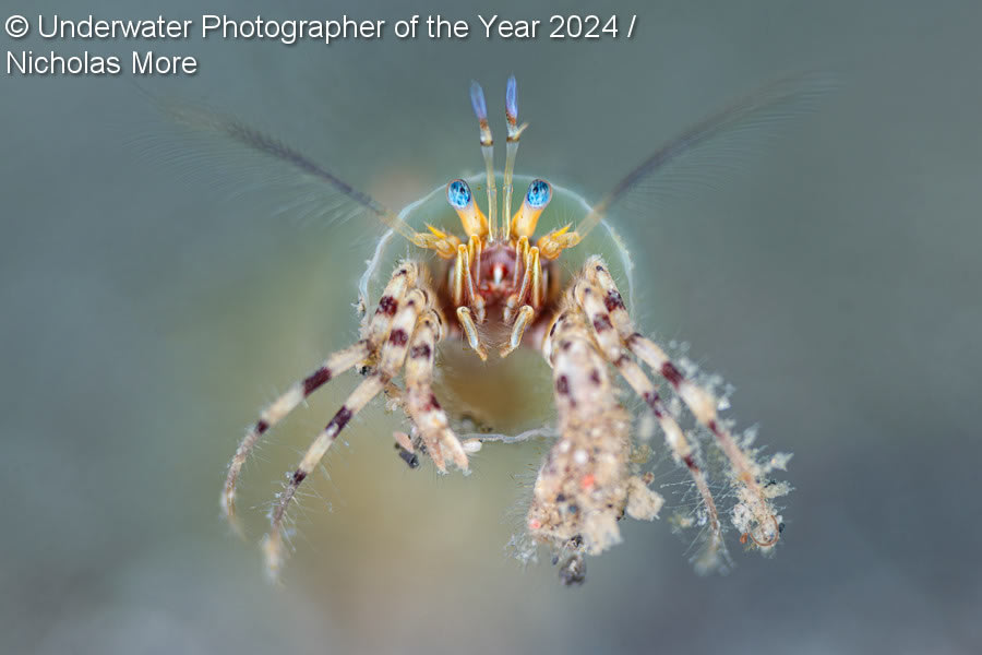 Underwater Photographer Of The Year 2024 Winners