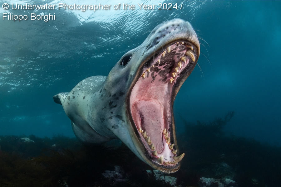 Underwater Photographer Of The Year 2024 Winners