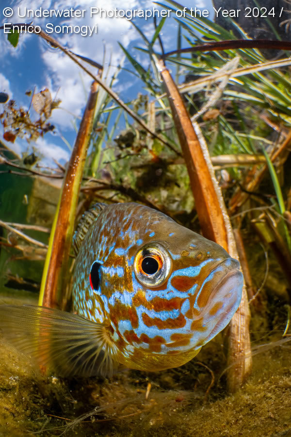 Underwater Photographer Of The Year 2024 Winners